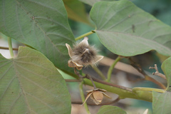 Ipomoea fistulosa